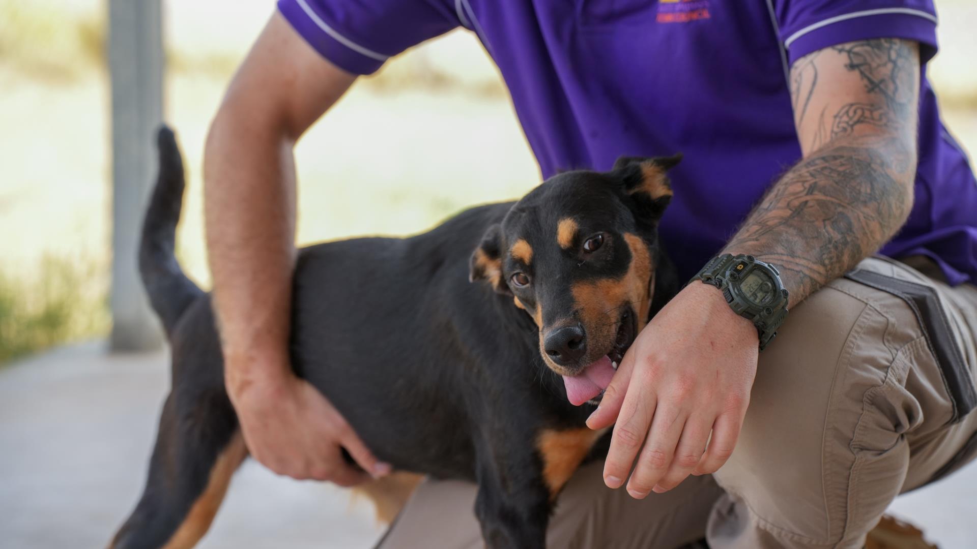 Animals in Alice Springs Image