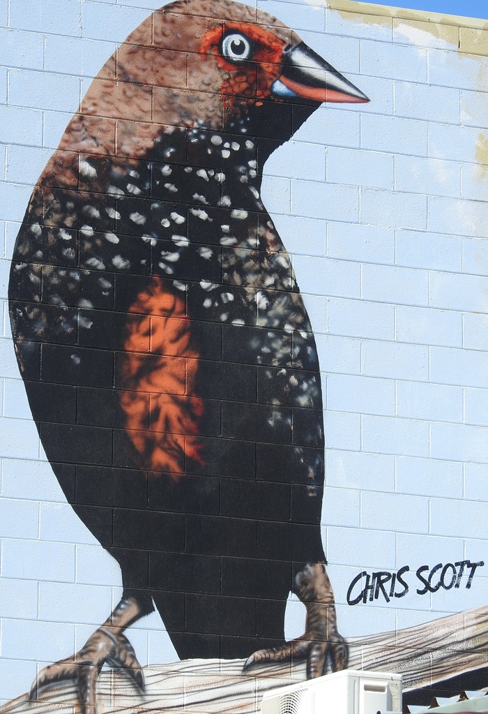 Painted Finch  - Image 1