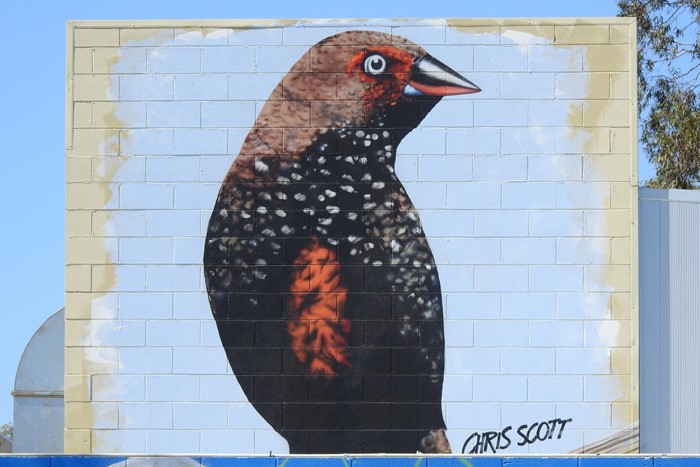 Painted Finch  - Painted Finch_2024_Image 00