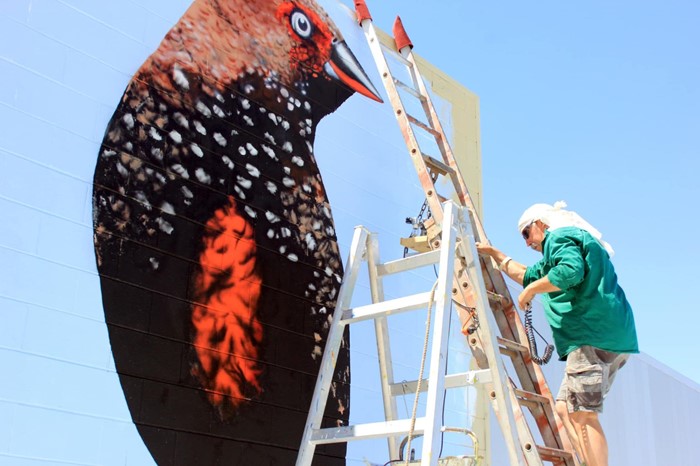 Painted Finch  - Painted Finch_2024_Image 01