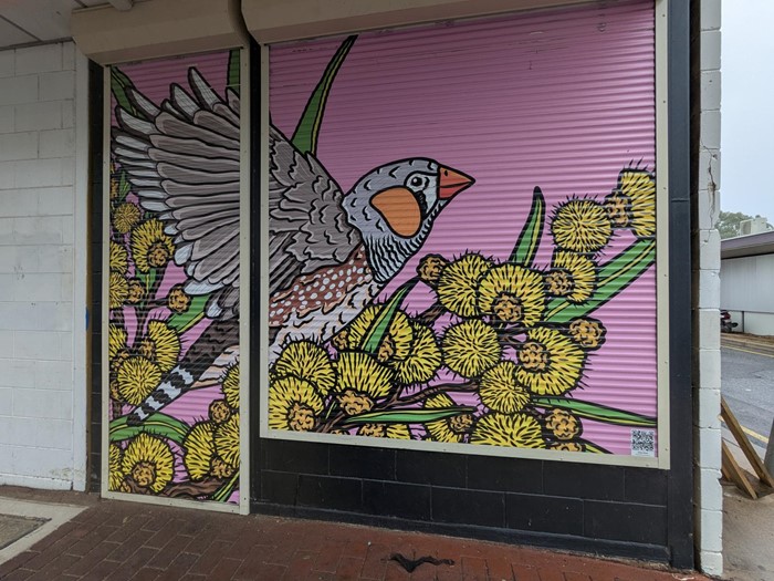 Zebra Finch - Zebra Finch_2024_Image 03