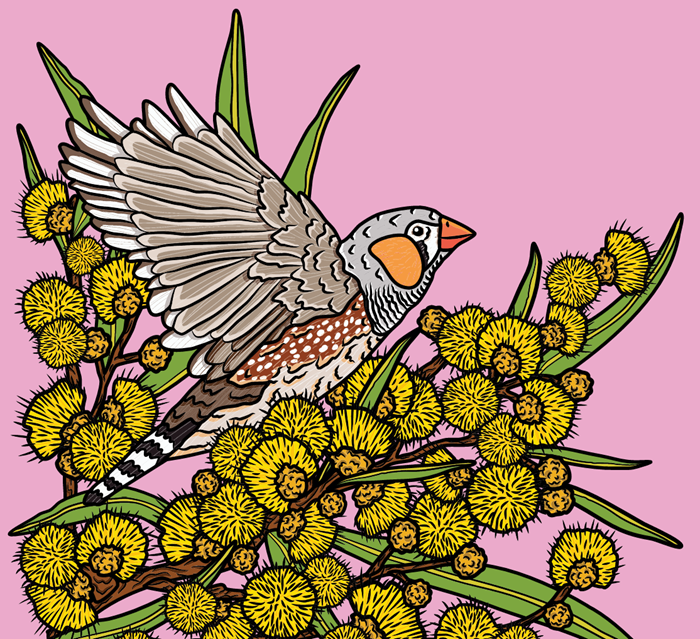 Zebra Finch - Zebra_Finch_2024_Image_03