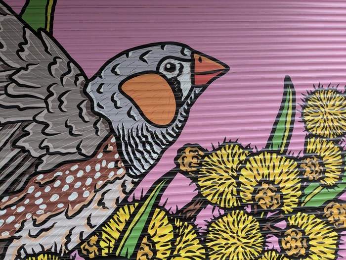 Zebra Finch - Zebra Finch_2024_Image 04